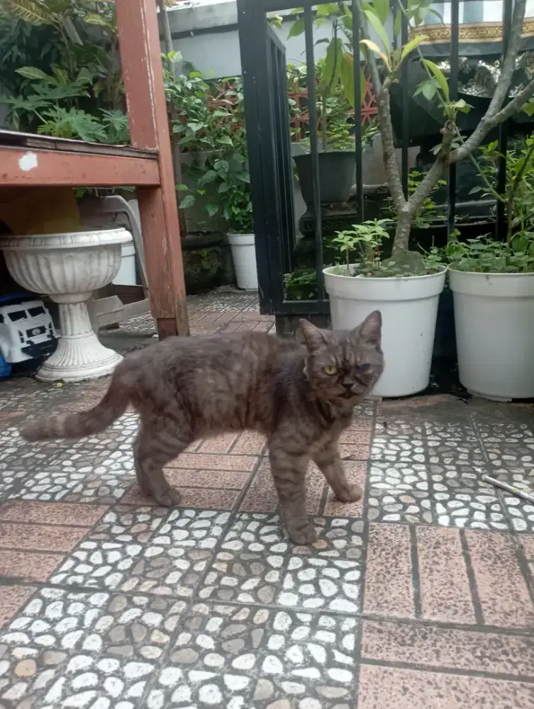 Kucing pesimed betina