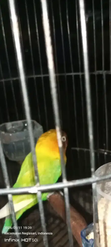 Jual burung Lovebird