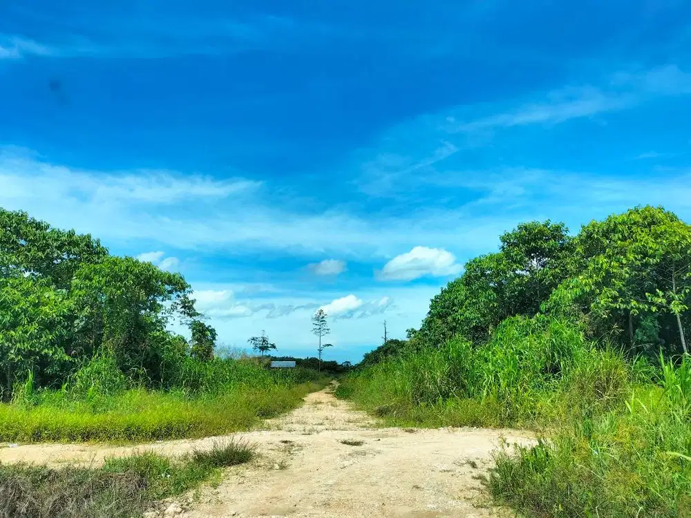 Jual Kavling Tanah luas da Strategis di Arso Barat, Keerom, Jayapura