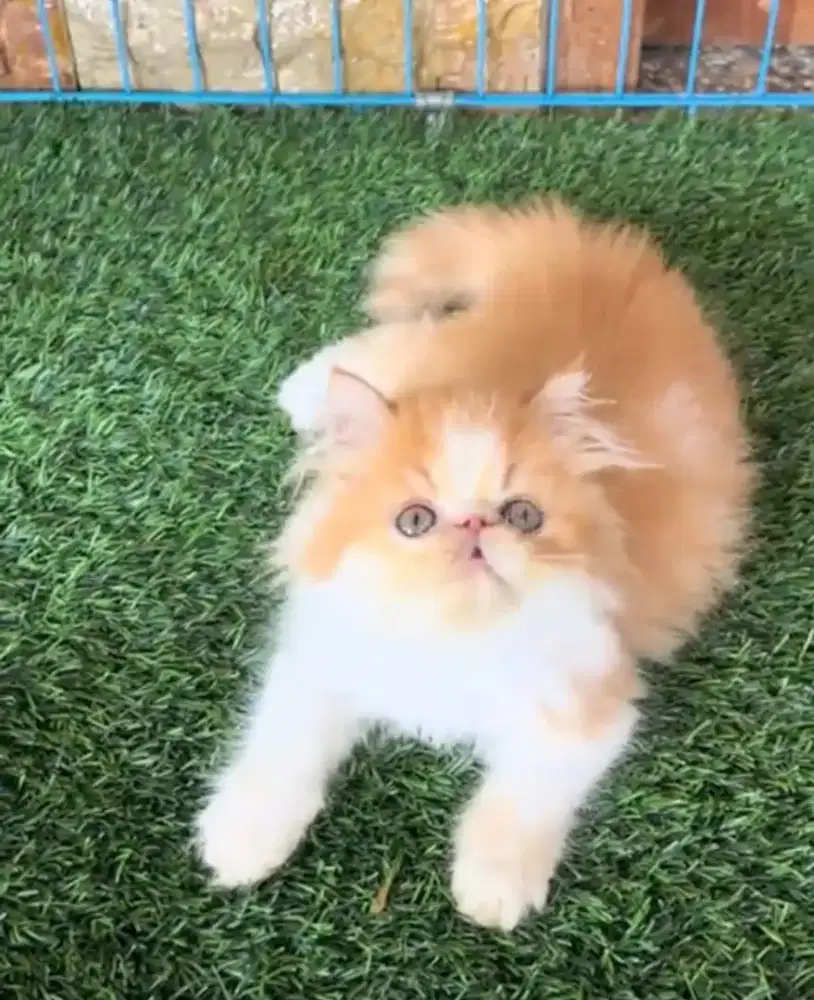 Dicari (Handak Manukar)