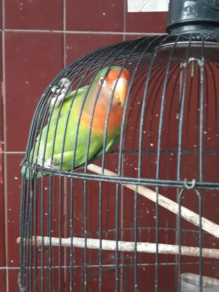 love bird holand barong suara isian