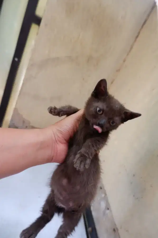 BSH Munchkin Cebol Sepasang Usia 4 Bulan