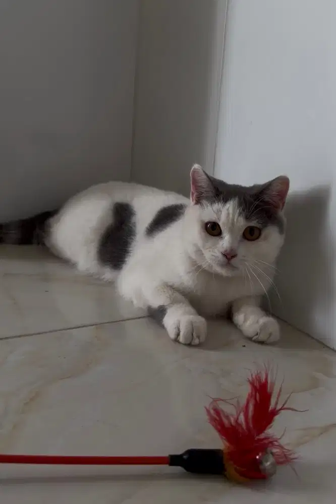 BSH Bico Blue Betina Bulat