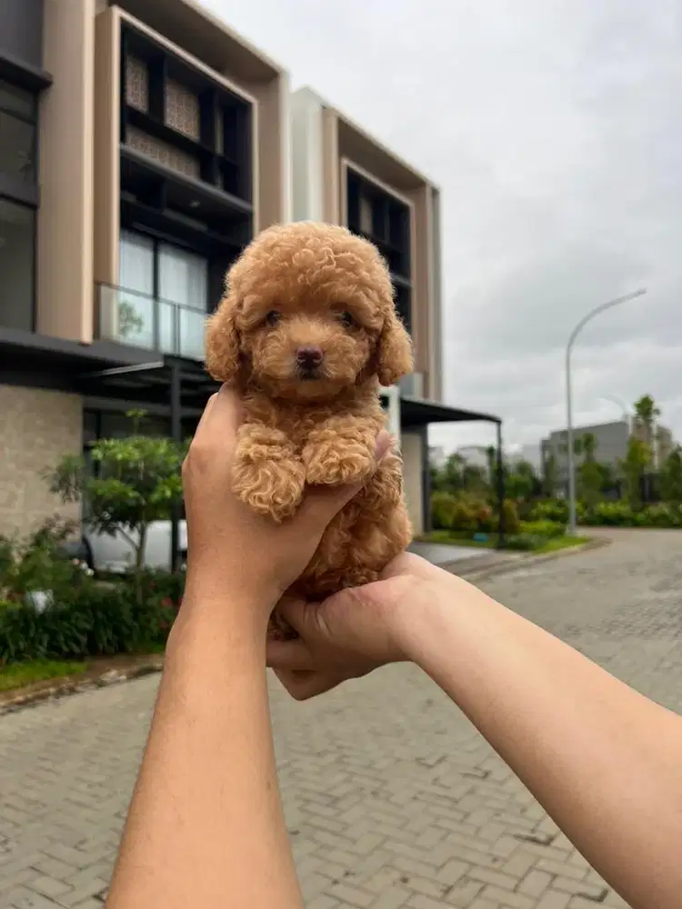 Toy Poodle Teddy Bear Female & Male