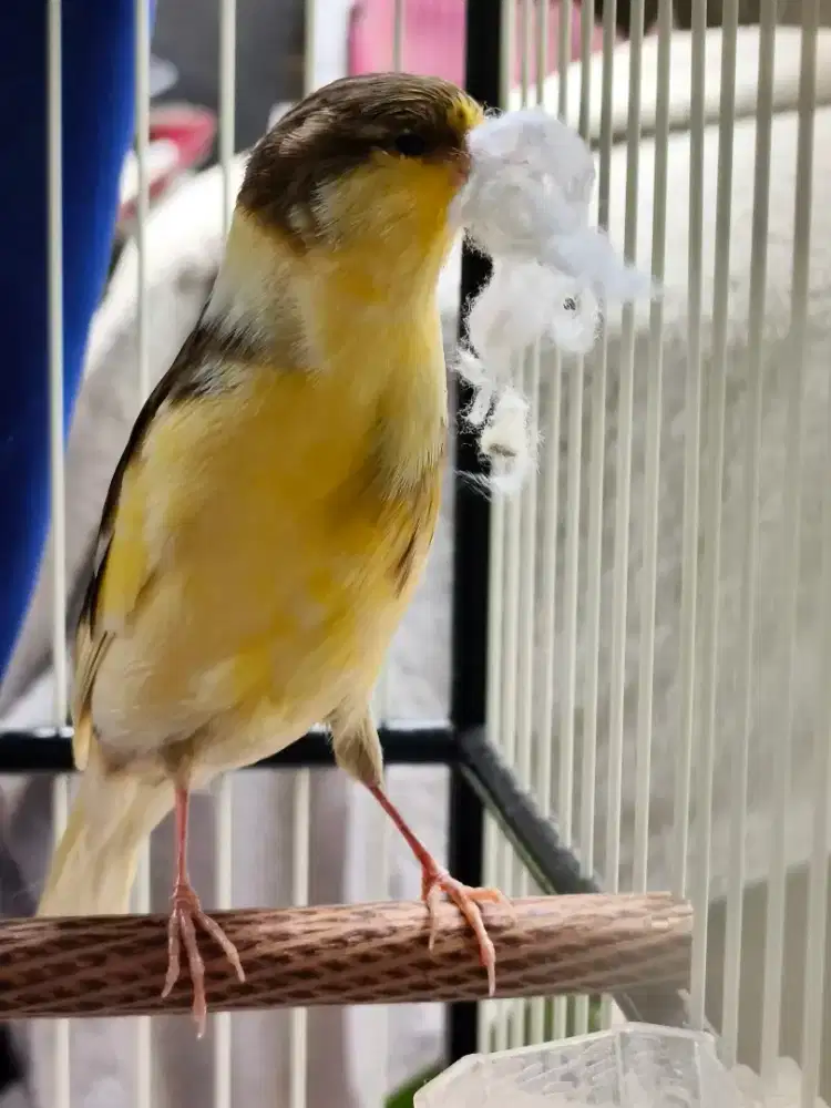 Kenari siapkan AF Big Size body bagus