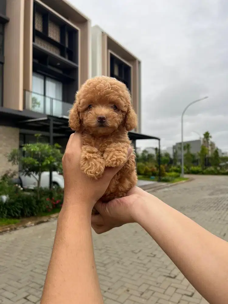 Toy Poodle Bear Puppy Betina Jantan