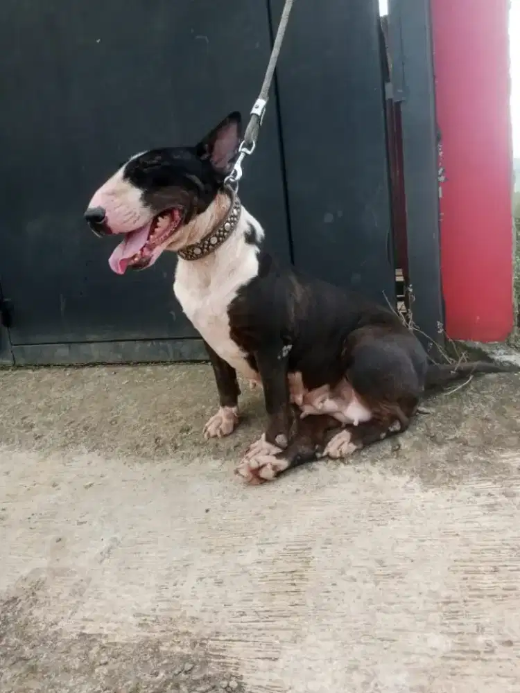 Indukan bullterrier darah spoty