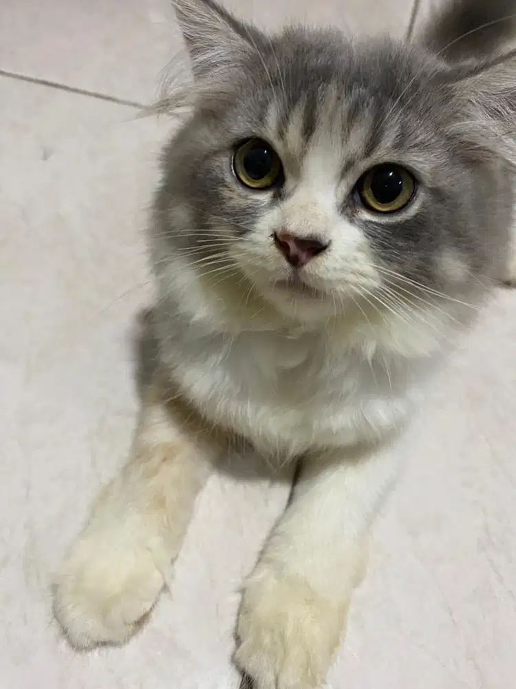 Anakan kucing persia flatnose pesek