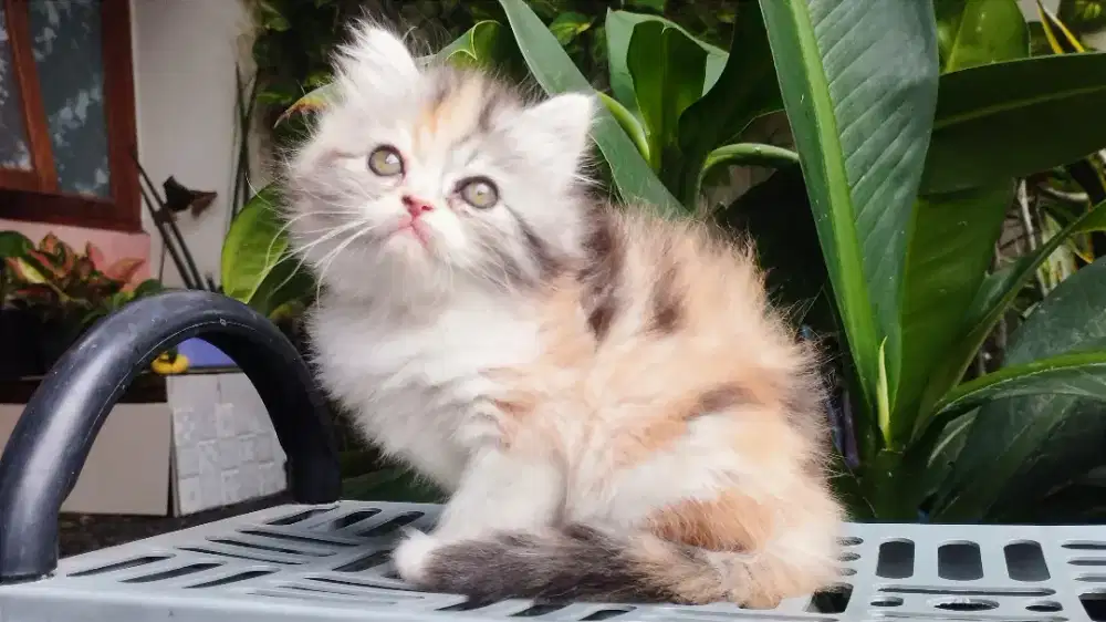 Kucing persia kitten