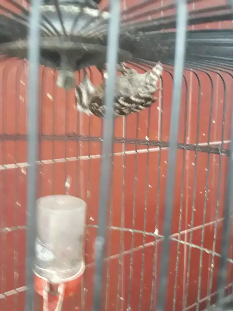 platuk beras rawatan bunyi