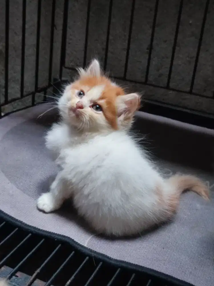 Kucing persia sepasang