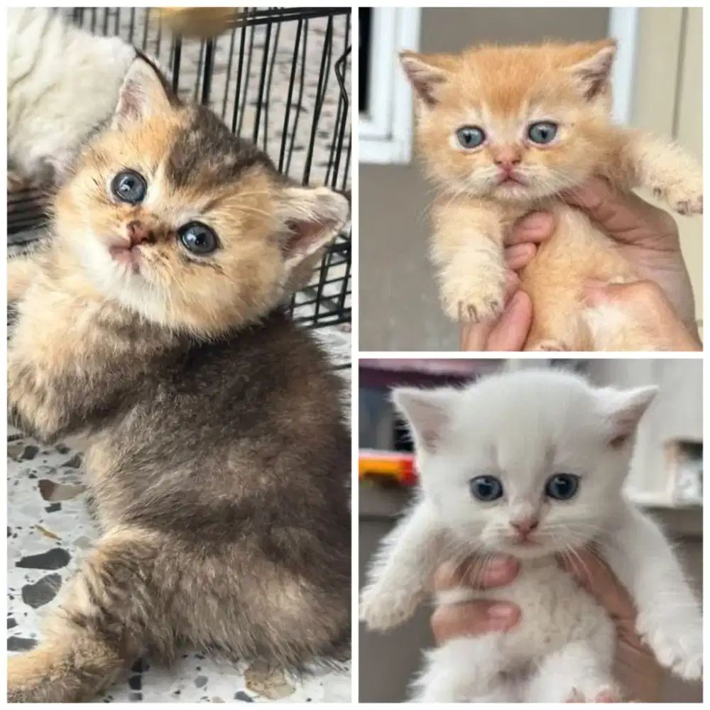 British Shorthair kitten