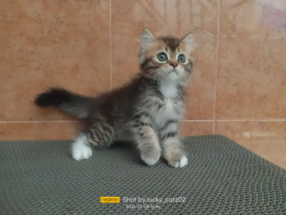 Kitten Munchkin gaelic Ns/ scottish straight betina