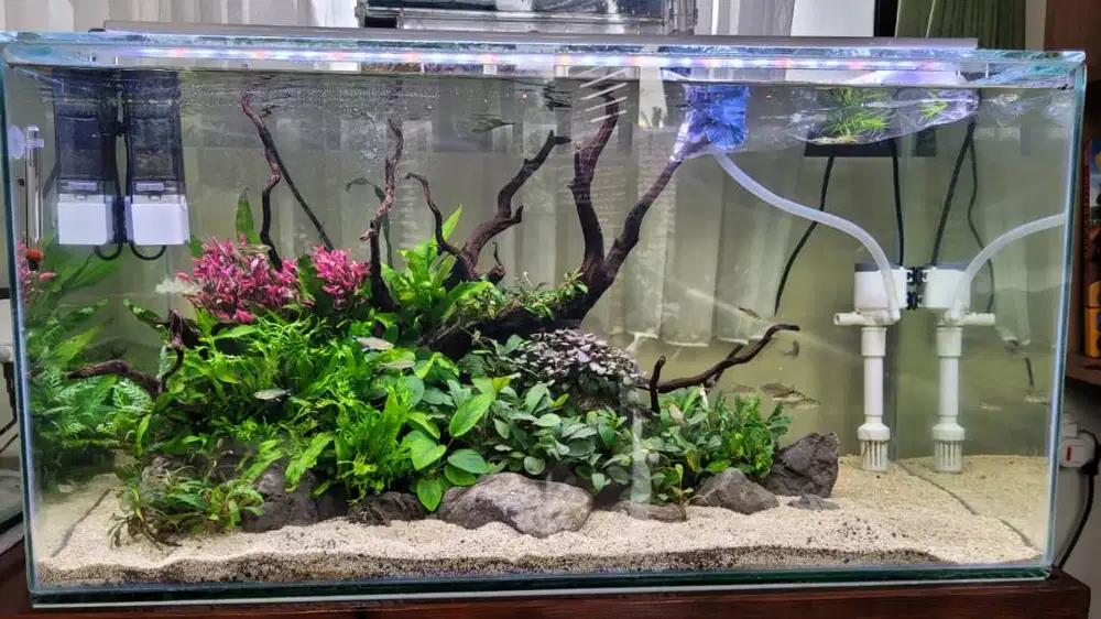 Aquascape Tema Natural