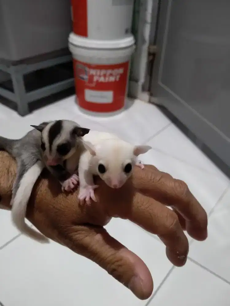 Sepasang Sugar Glider