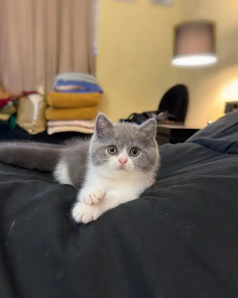 Cari Lowongan Staff Kebersihan Kandang Kucing