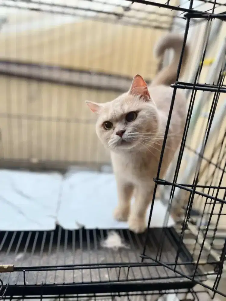 Kucing Bsh British Shorthair Lilac 3thn+ betina double ped ICA WCF