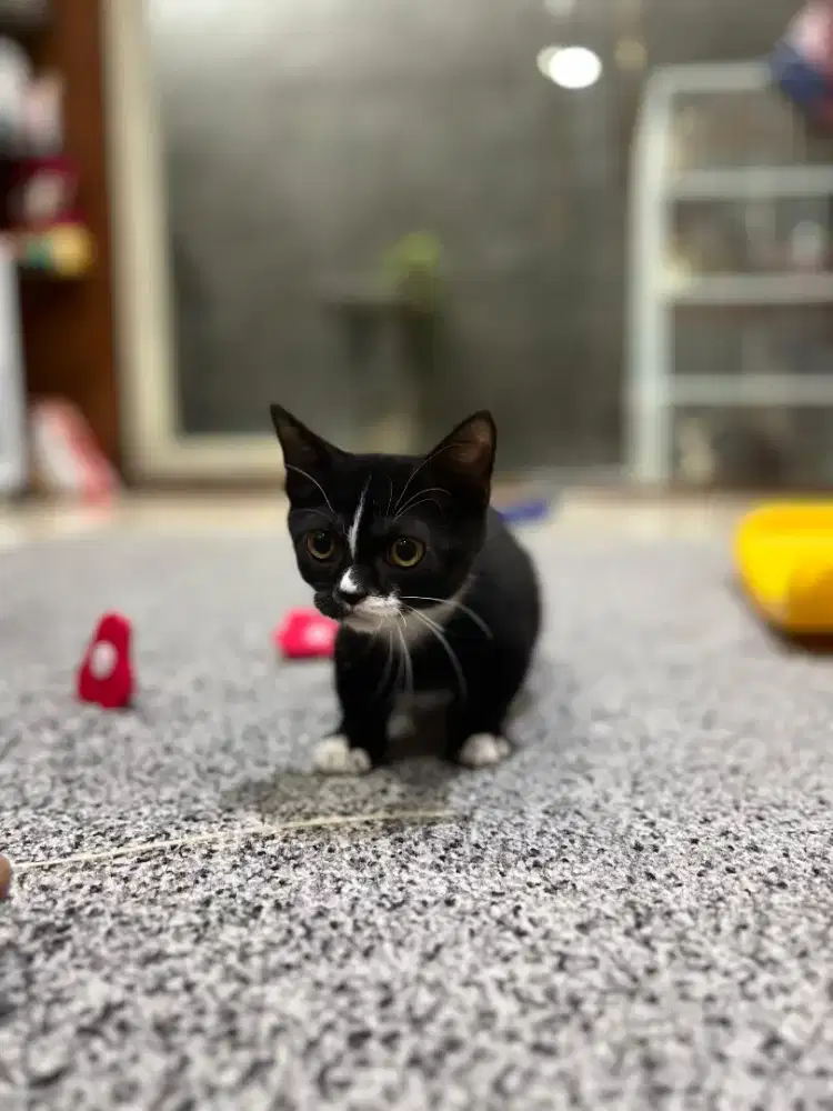 Kucing BSHxScottish Munchkin