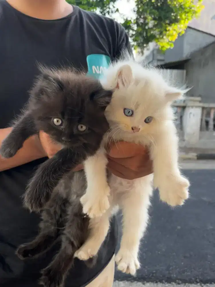 Anak Kucing Persia