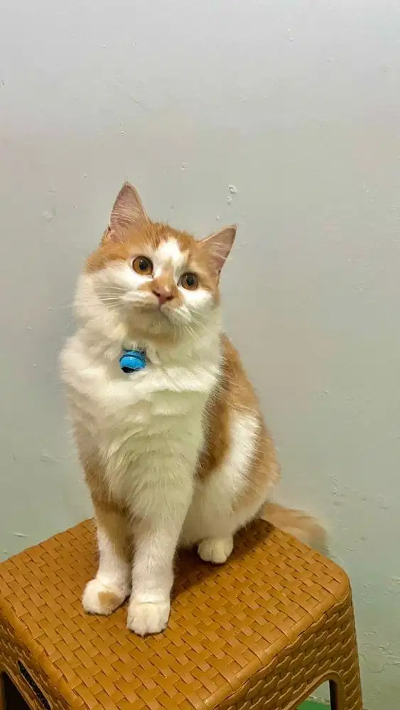 Kucing Persia Betina umur 13bln