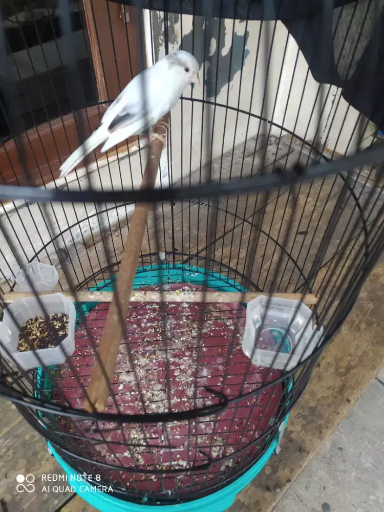 Kenari panda simetris gacoran nata lagu