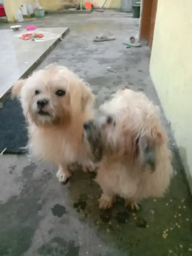 Anjing Shitzu Jantan