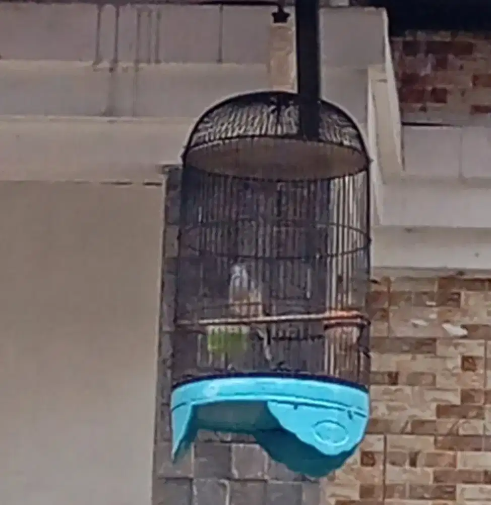 Perkutut Bangkok doble plus 7 ketukan gacor dor irama sendu  murah