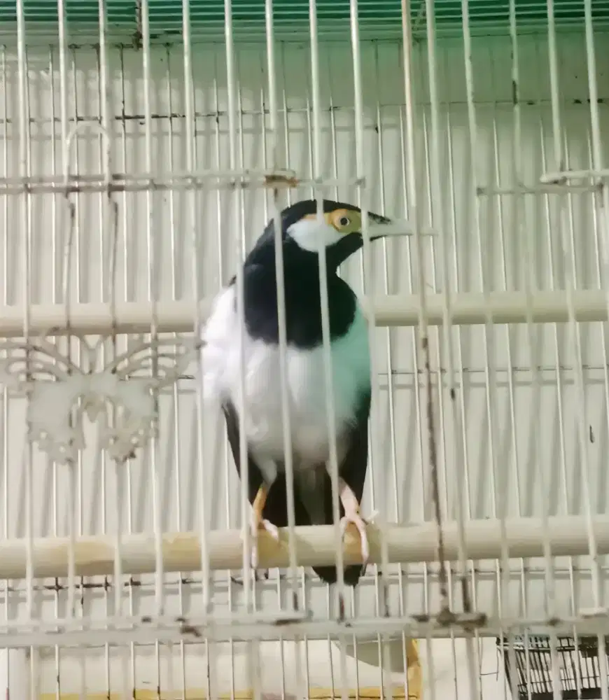 Burung jalak suren gacor, bukan kenari murai pentet trucuk perkutut