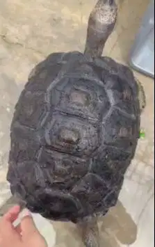 aldabra kura kura darat 5 tahunan diameter 37cm koleksian unik exotik