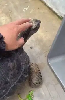 aldabra kura kura darat 5 tahunan diameter 37cm koleksian unik exotik