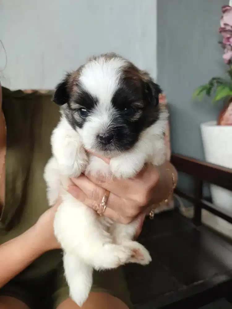 Anakan Shih Tzu siap adopsi