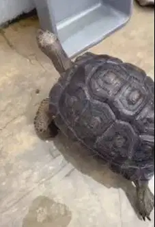 aldabra kura kura darat 5 tahunan diameter 37cm exotik koleksian puas