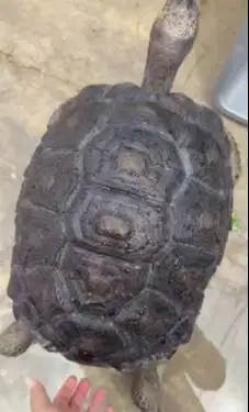 aldabra kura kura darat 5 tahunan diameter 37cm exotik koleksian puas