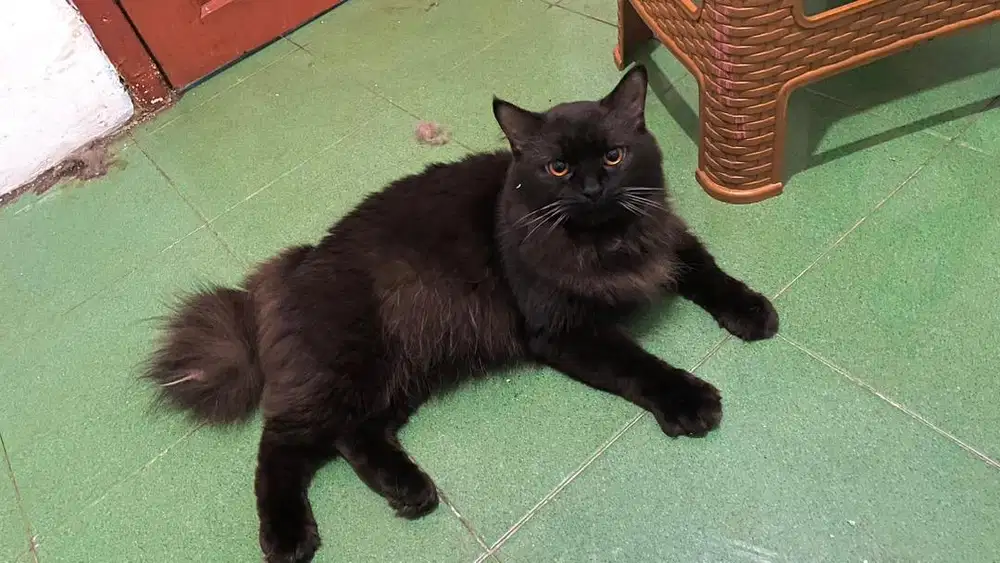 Kucing Persia Jantan 14bln