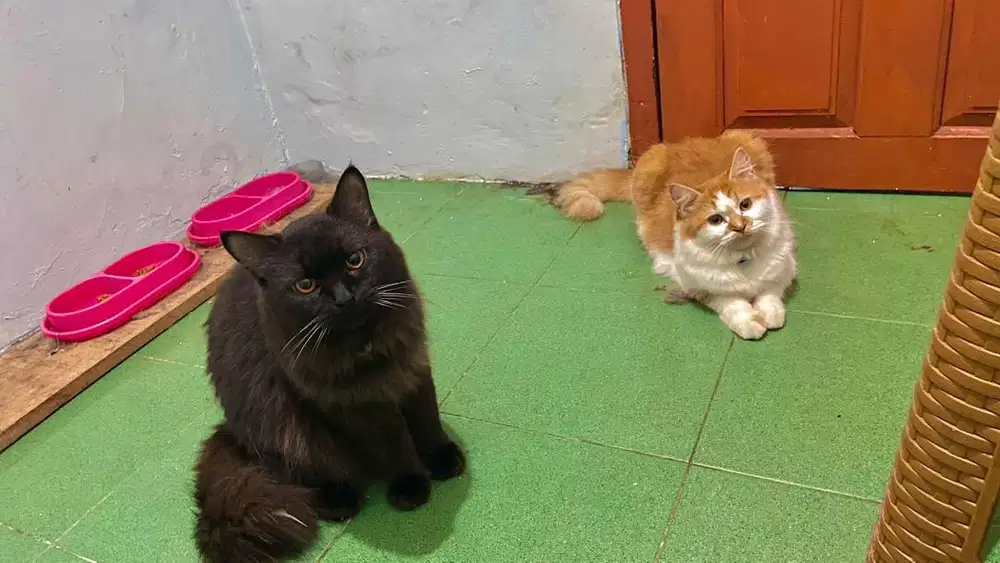Kucing Persia Sepasang