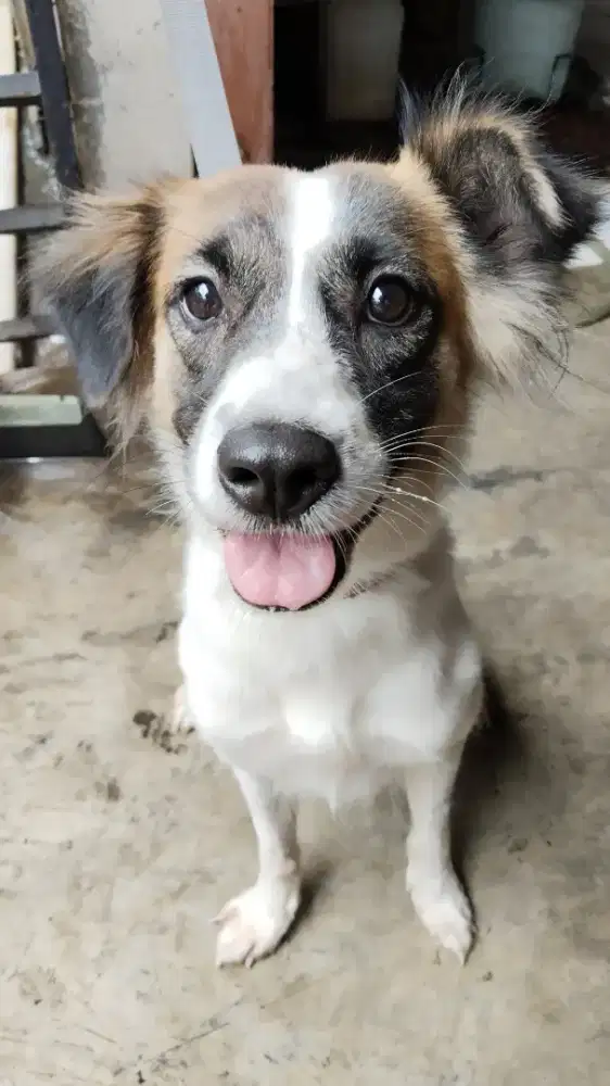 Open Adopsi HERDER MIX KINTAMANI 2TH