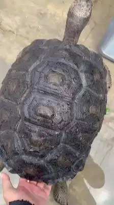 kura kura darat aldabra 5 tahunan diameter 37cm koleksian exotik unik