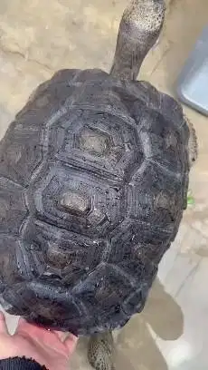 aldabra kura kura darat diameter 37cm 5 tahunan koleksian unik exotik