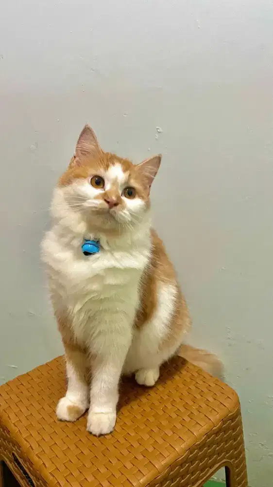 Kucing Persia Betina umur 13bln