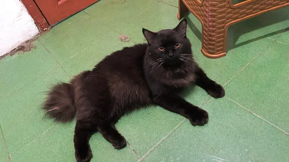 Kucing Persia Jantan umur 14bln