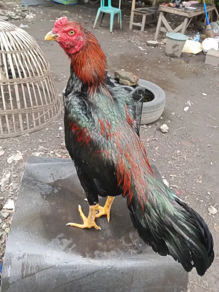 Ayam Bangkok 2D (khoytrad x pakhoy