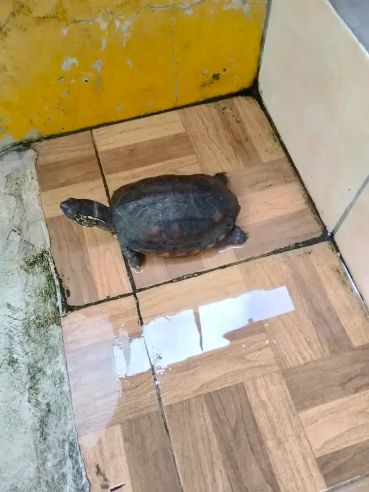 Jual kura kura chinemys