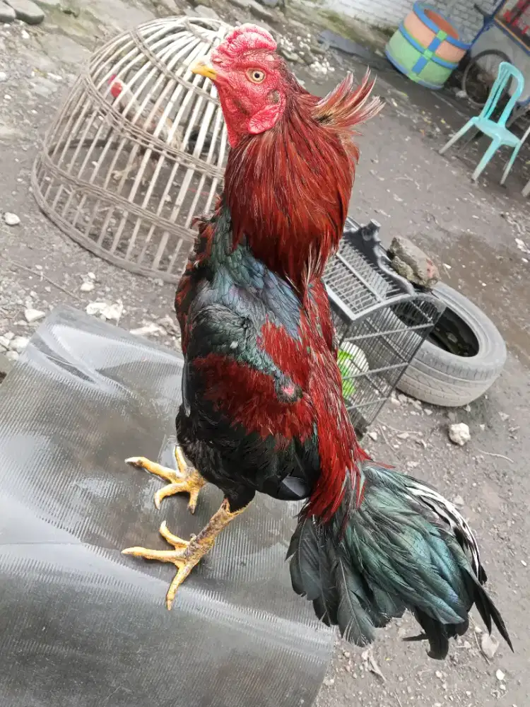 Ayam Bangkok 3D (khoytrad x blackrose x khoyngon)RJF