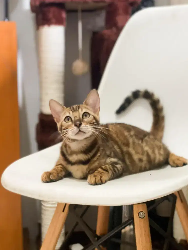 BENG*L JANTAN 5 BULAN