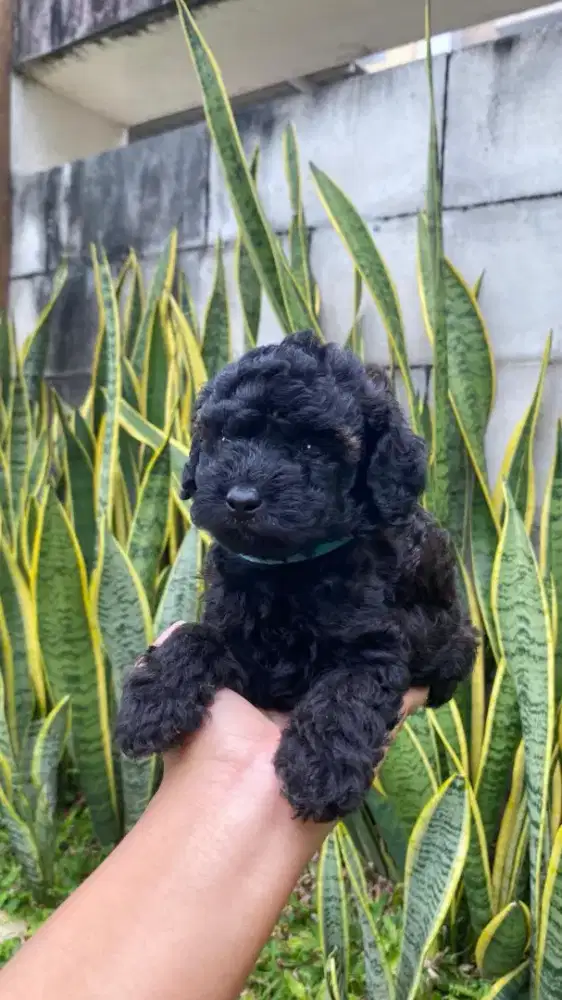 Poodle black jantan dan betina