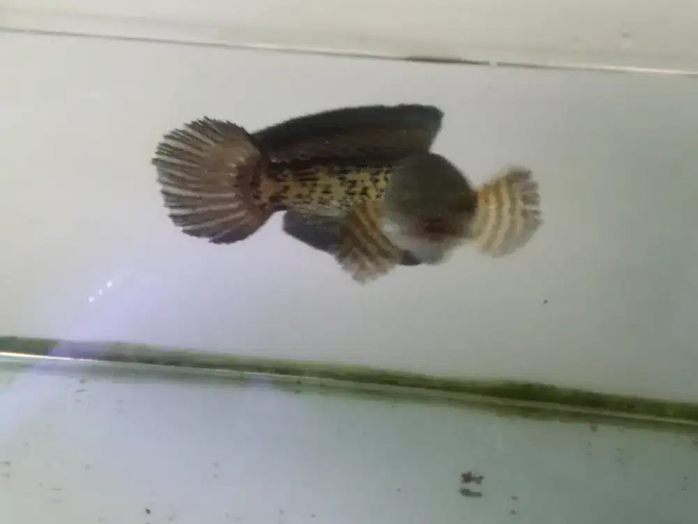 Chana auranti dorpol