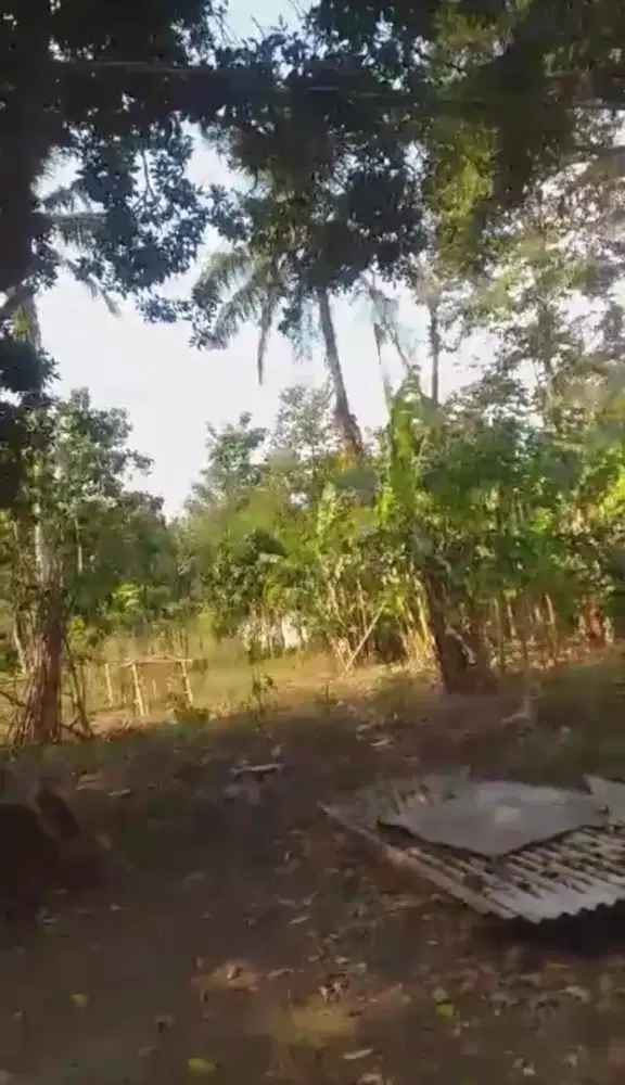 Dijual Tanah SHM 1605 m2 Mijen - SIAP DIBANGUN