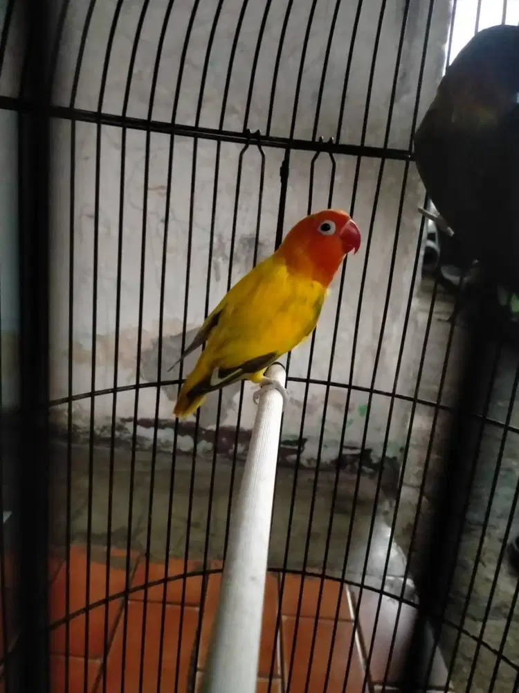 lovebird warna cantix