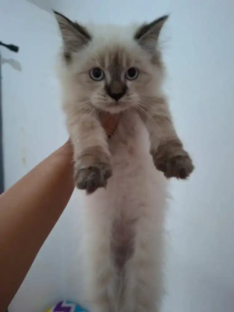 Kucing himalaya