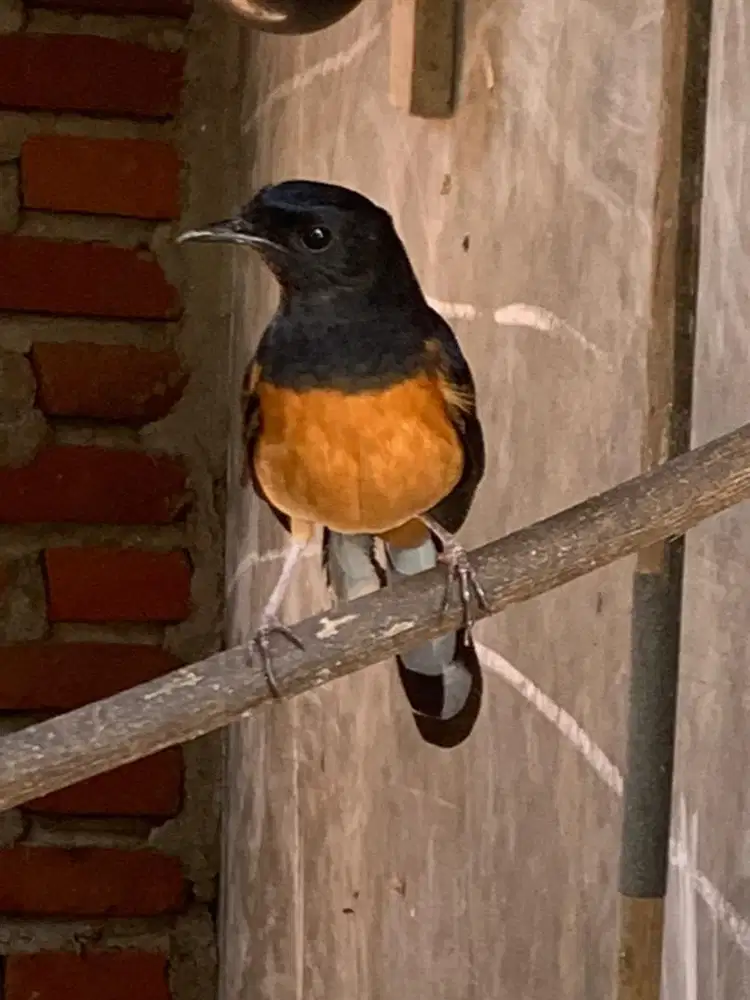 Jual indukan murai betina